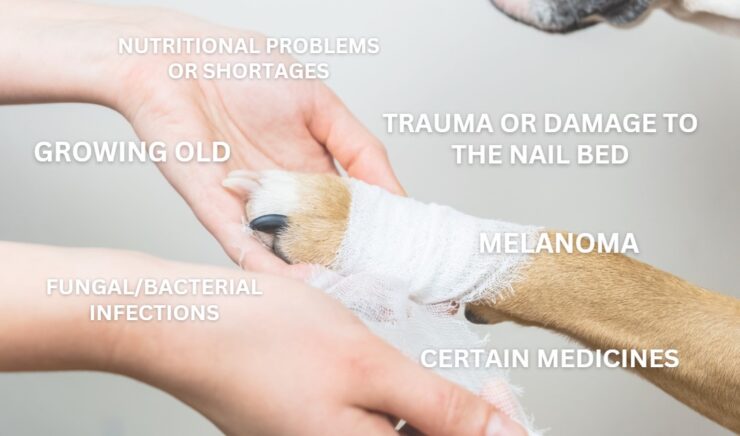 melanonychia in dogs causes