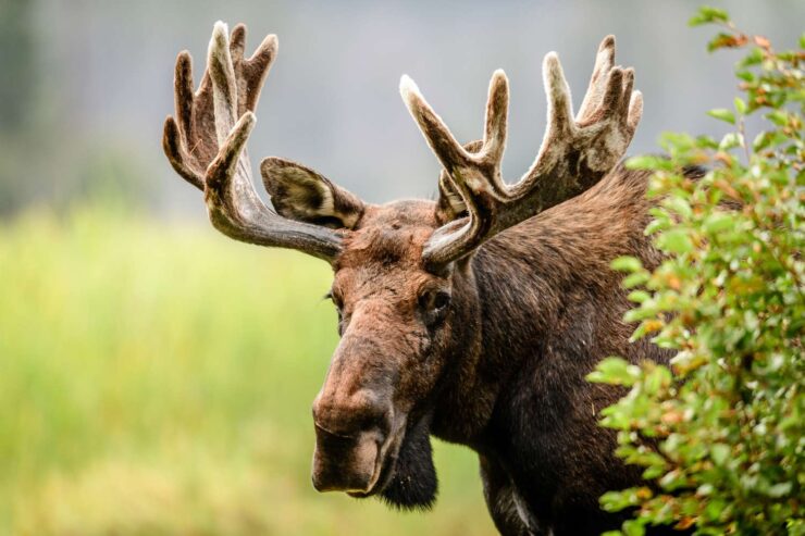 moose