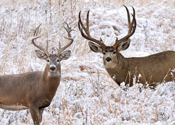 mule deer and white-tailed deer