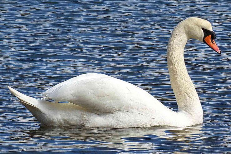 mute swans