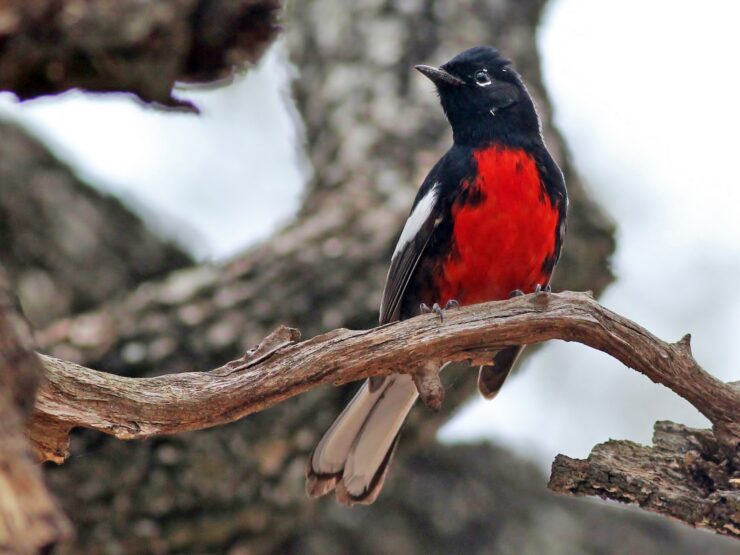 painted redstarts