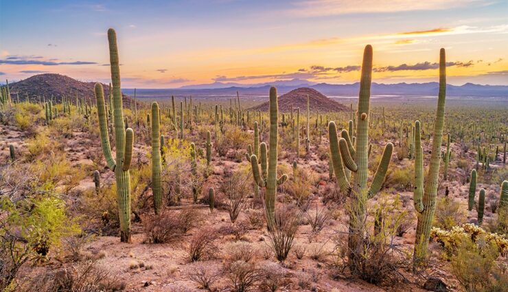saguaro national park