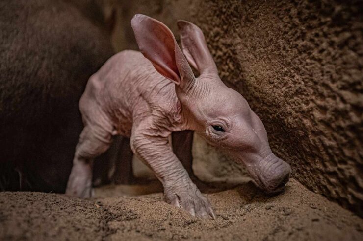 Aardvark