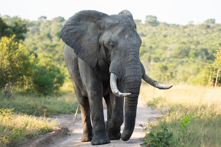 African Elephant