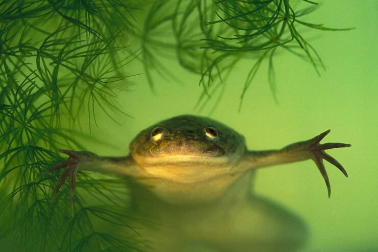 African clawed frog