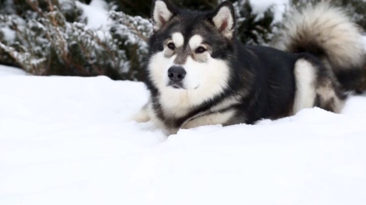 Alaskan Malamute