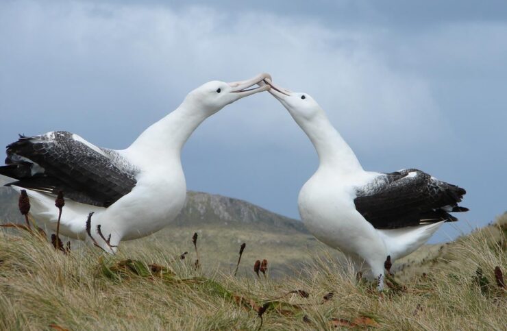 Albatross