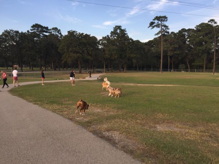 Alexander Deussen dog Park