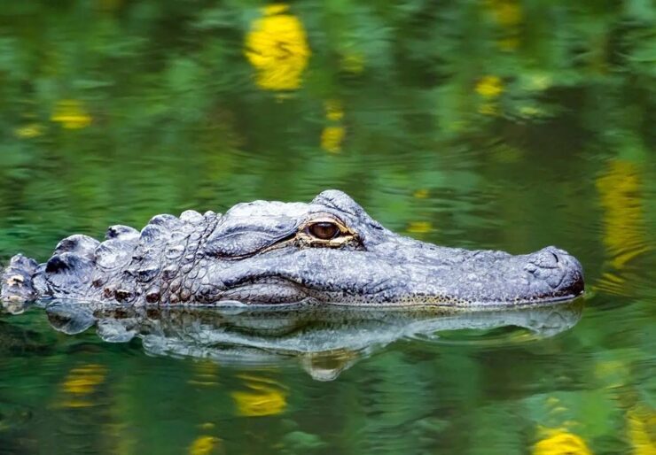 Alligator