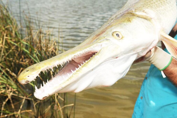 Alligator Gar