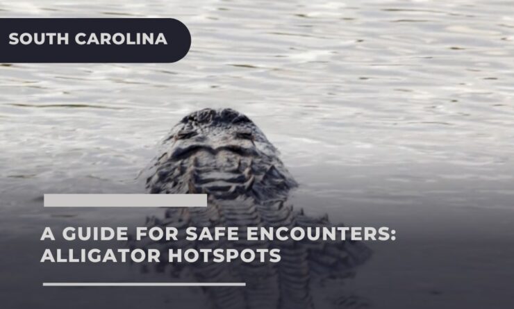 Alligator Hotspots in South Carolina - Stay Safe around these predators