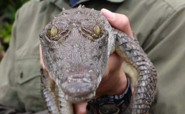 difference between alligator and crocodile skin