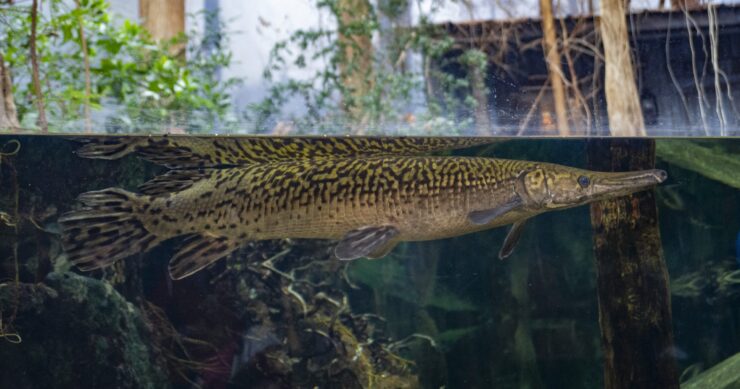 American Alligator Gar