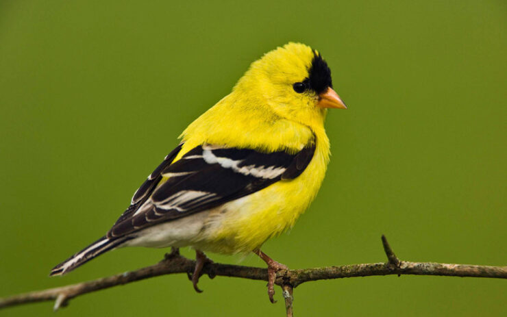 American goldfinch