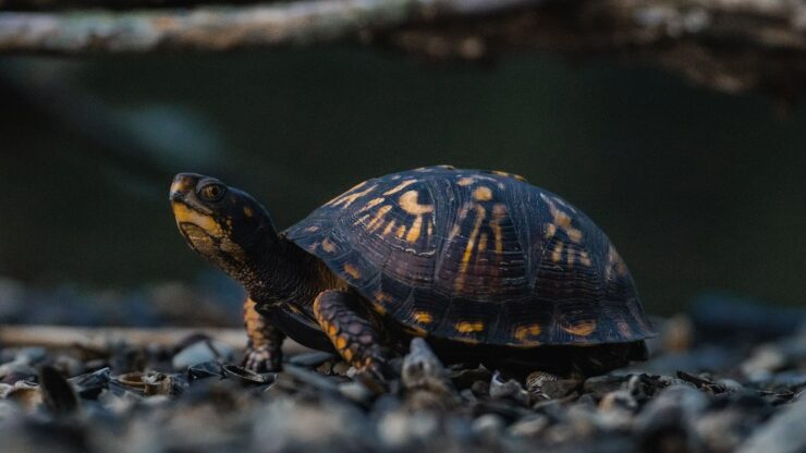 Any Turtle with A Shell Less than Four Inches Long