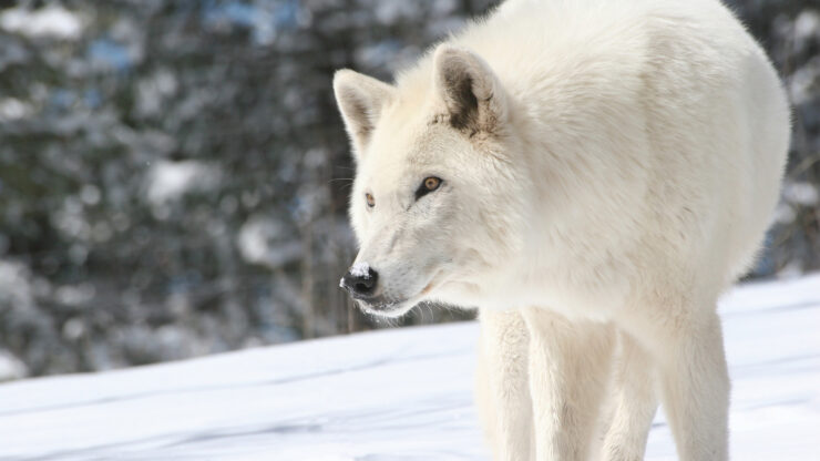 Arctic Wolf