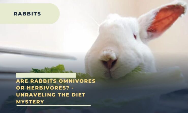 Are Rabbits Omnivores or Herbivores
