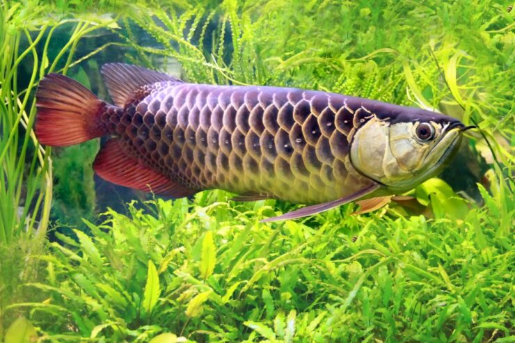 Asian Arowana