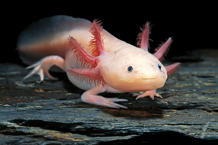 Axolotl