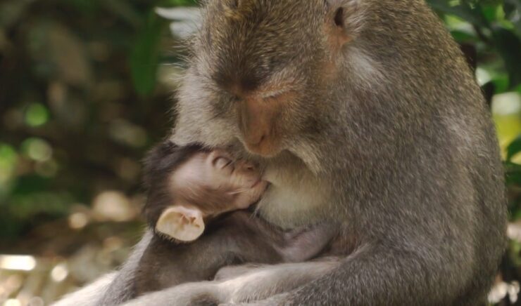 Baby Baboon