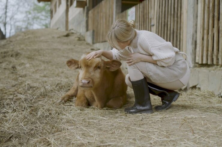 Baby Cow