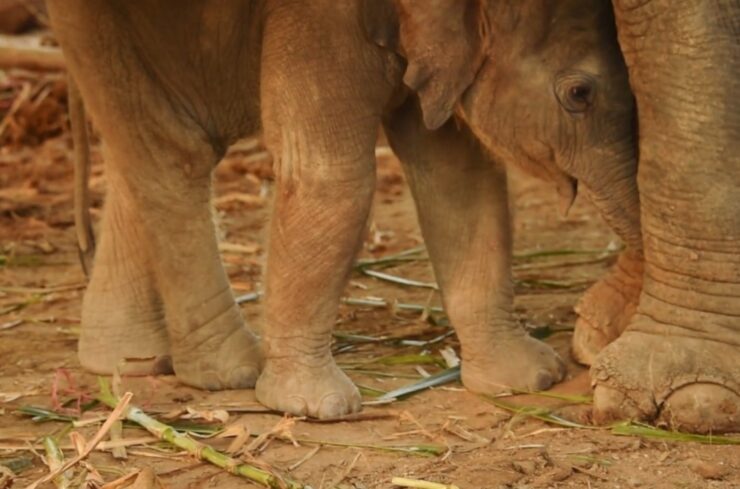 Baby Elephant