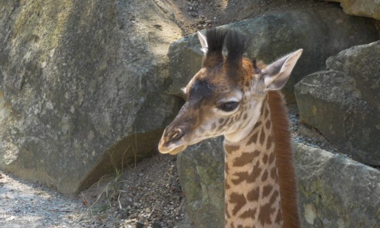 Baby Giraffe