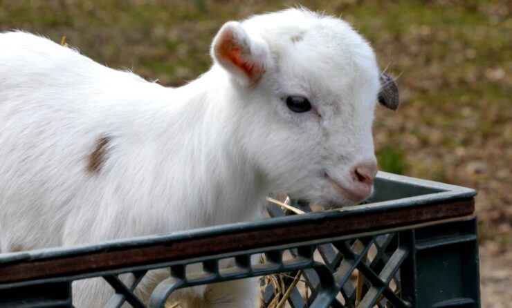 Baby Goat