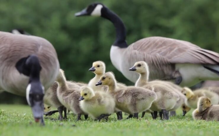 Baby Goose