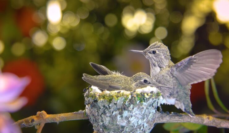 Baby Hummingbird