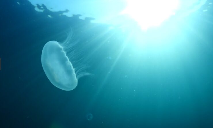 Baby Jellyfish
