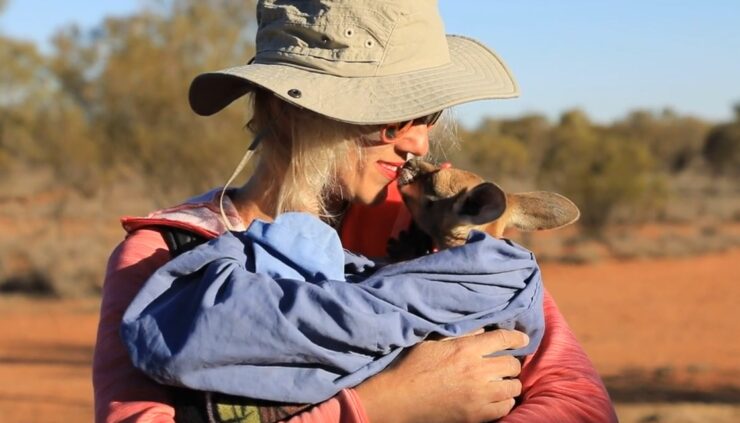 Baby Kangaroo