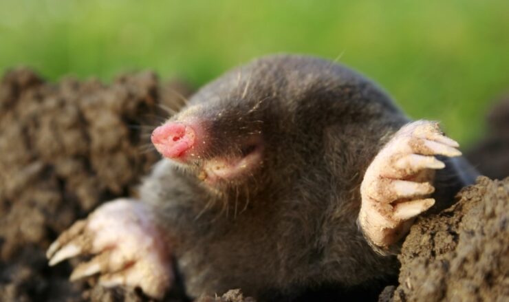 Baby Mole