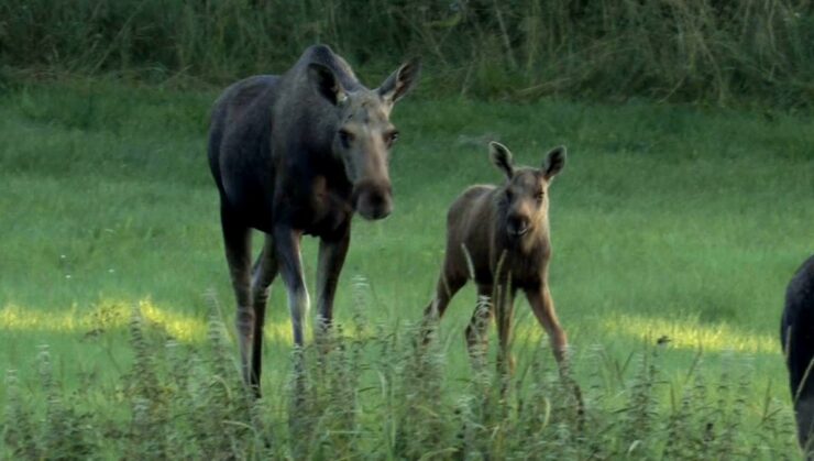 Baby Moose