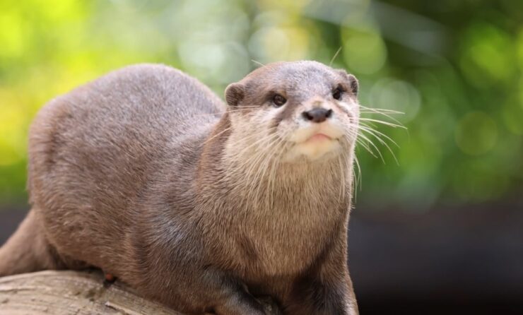 Baby Otter