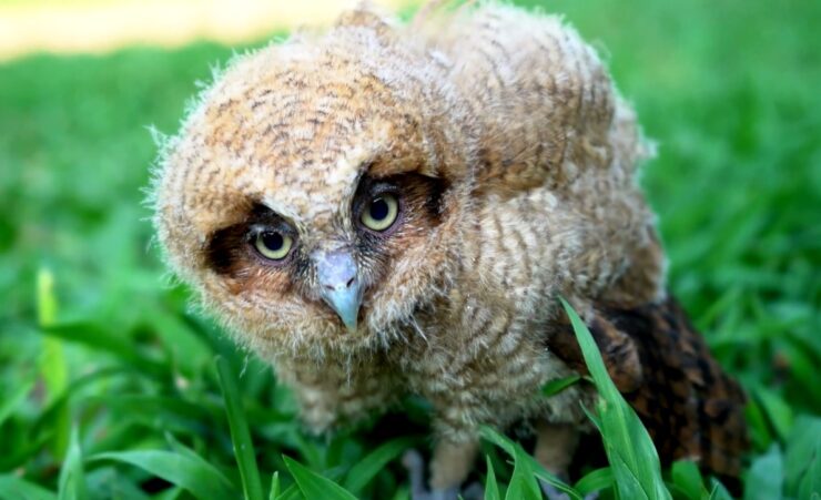 Baby Owl