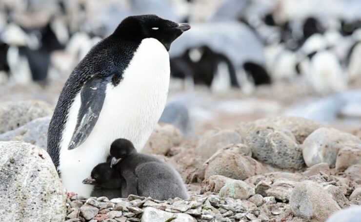 Baby Penguin