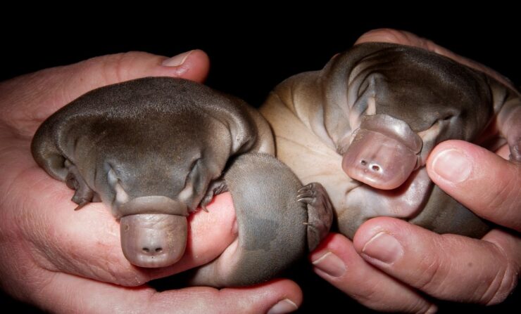 Baby Platypus name