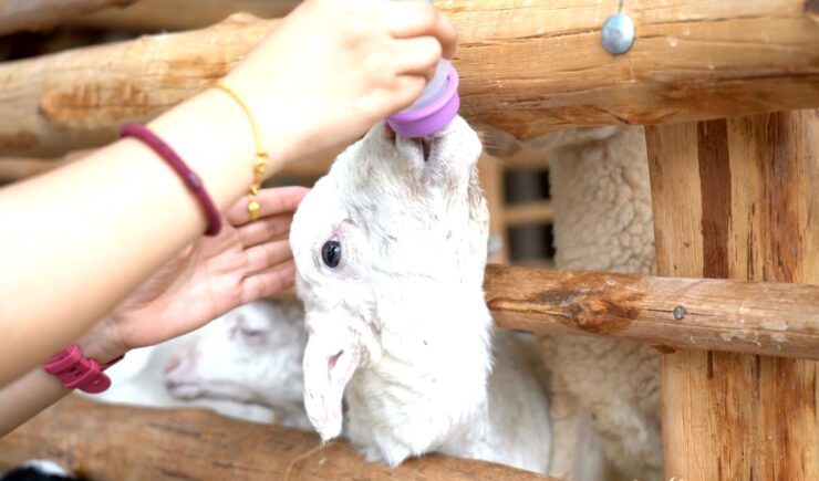 Baby Sheep