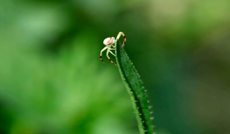 Baby Spider