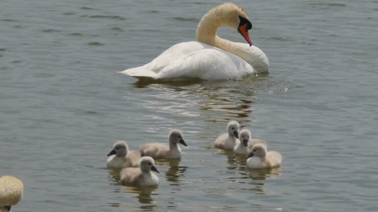 Baby Swan name