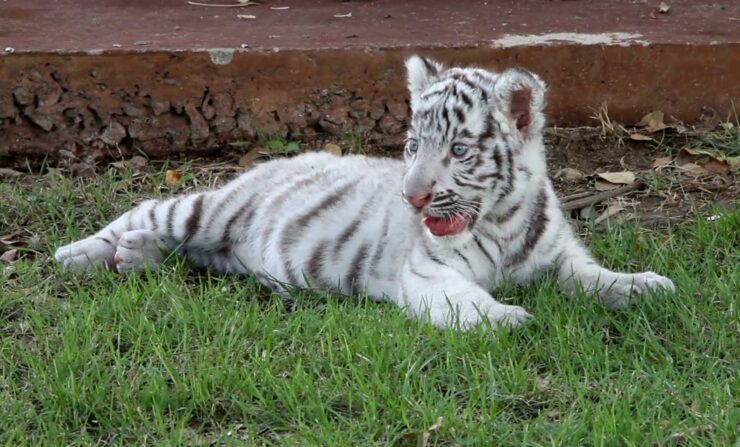 Baby Tiger