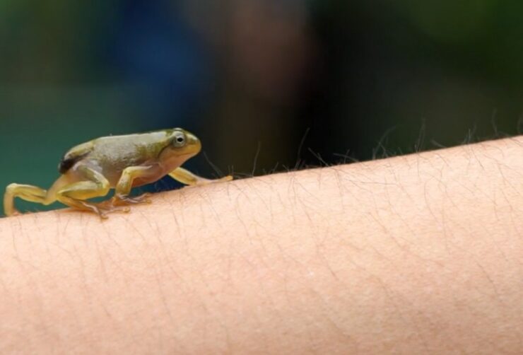 Baby Toad