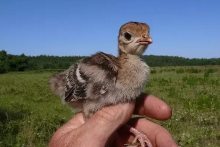 Baby Turkey