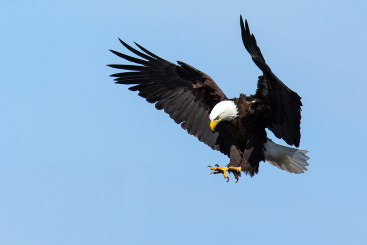 Bald Eagle
