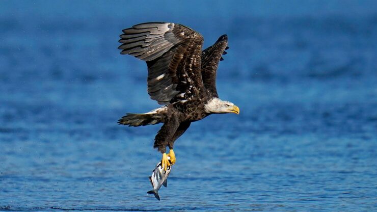 Bald Eagle