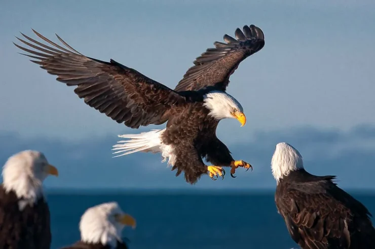 Bald-eagles