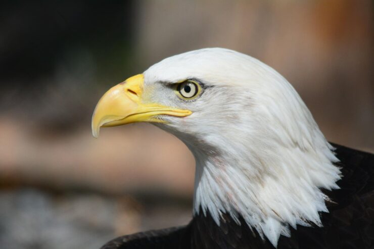 Bald eagles - New Hampshire