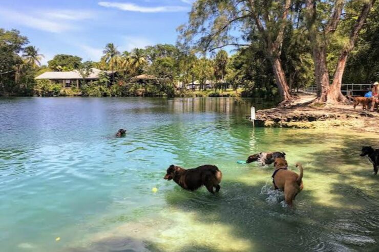Bark Park at First Flight
