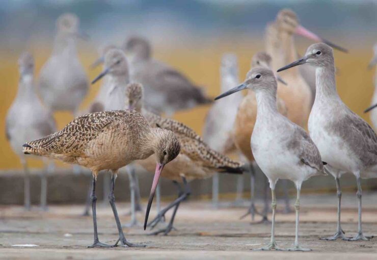 Bay Area Bird-Watching